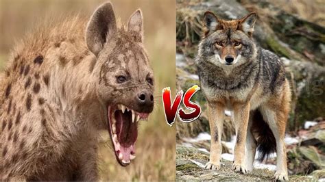 Are Coyotes Strong enough to beat a Hyena? Intense Battle! - YouTube