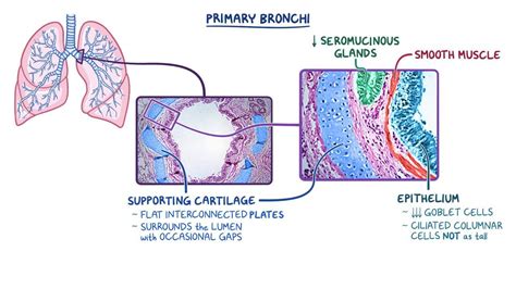 Trachea and bronchi histology: Video & Anatomy | Osmosis