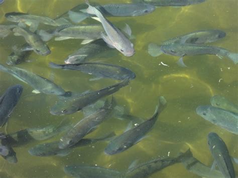 Feasibility study: Fish farming methods for Kenya