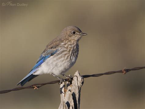 Plumage Development Stages Of Male Mountain Bluebirds – Feathered Photography