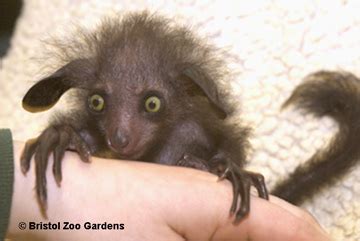 Photos: rare aye-aye lemur born at Bristol Zoo Gardens