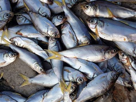 Thousands of Dead Fish Wash Up Along Tianjin Shores After Deadly ...