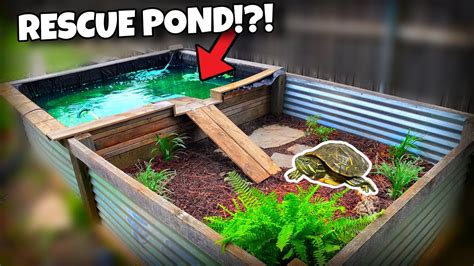 Rescue Pond Gets Makeover! (Rescue Turtle Enclosure) - YouTube