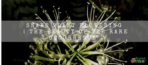 Snake Plant Flowering | The Beauty Of The Rare Occurrence | Succulent Thrive