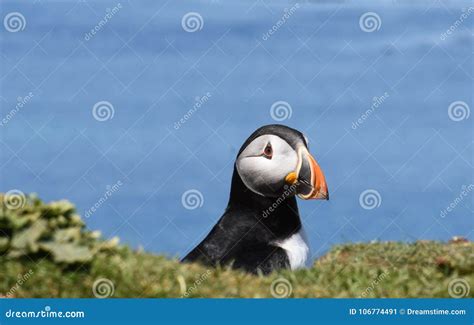 Close Up of Puffin Sitting in Burrow Stock Image - Image of emerging ...