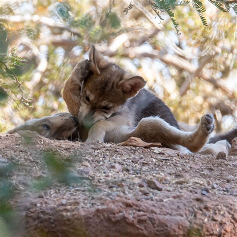 Mexican Wolf Conservation