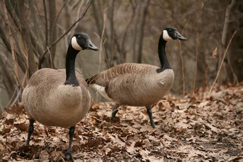 Canada goose hunting season underway in upstate New York | NCPR News