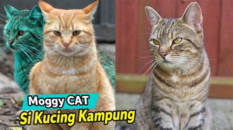 Mengenal Moggy Cat, Jenis Kucing Kampung Paling Populer di Dunia - YouTube