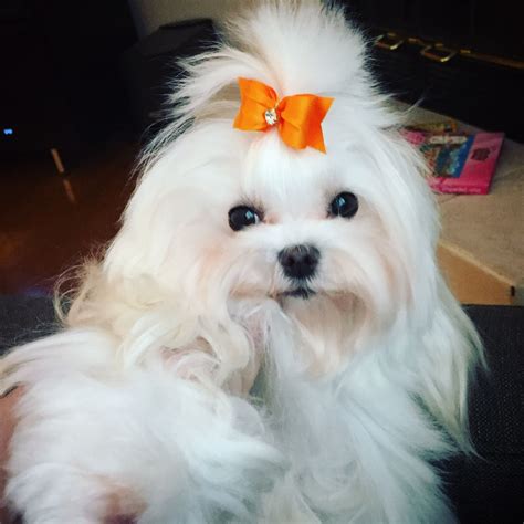 Ella in her October bow! | Maltese dogs funny, Teacup puppies maltese, Maltese puppy