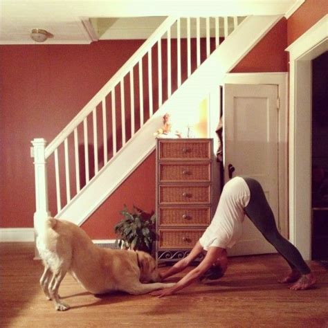 15 Dogs Who Are Just Showing Off Their Superior Yoga Skillz - BarkPost