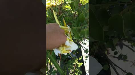 Easy trick to Hand Pollinate Dragon Fruit Flowers - YouTube