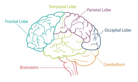 The Human Brain 101 | Mental Health America