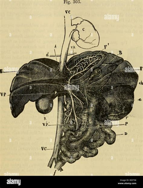 Ductus Choledochus High Resolution Stock Photography and Images - Alamy