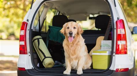 Pet Travel Certificates Richland, Wa | Richland Animal Hospital