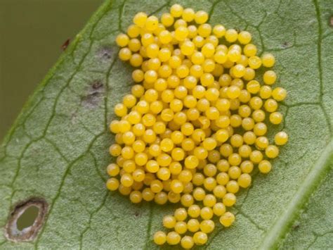 Marsh Fritillary (egg) | Beautiful butterflies, Butterfly conservation ...