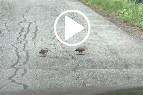 Funny Video of American Woodcock Bird Dance in New York