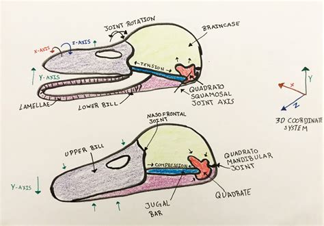 Mallard Duck Skull Diagram – Laura Rego Biomimicry