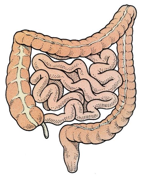 Intestines Drawing at GetDrawings | Free download