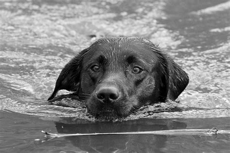 Black Labrador Swimming B+W