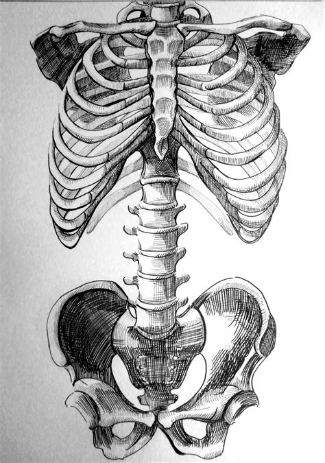 Detailed Sketch of the Axial Skeleton