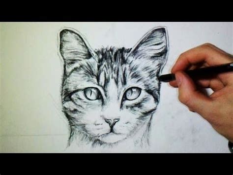 dessin de chat realiste - Les dessins et coloriage