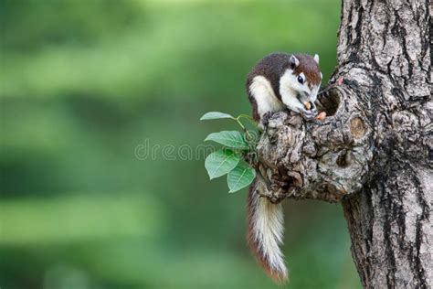 Cute Squirrel Eats Nuts in the Forest. Stock Image - Image of hidden ...