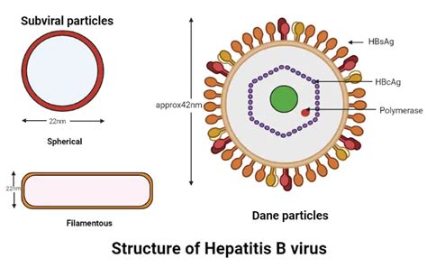 Hepatitis B Virus: Structure, Pathogenesis, and Diagnosis • Microbe Online