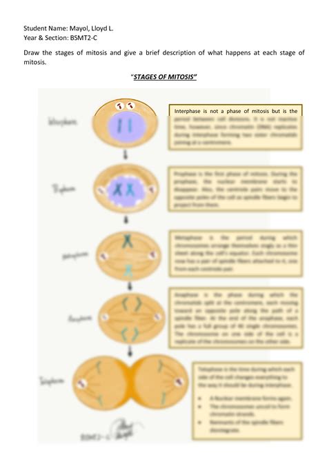 SOLUTION: Stages of mitosis drawing assignment - Studypool