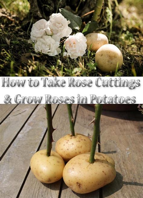 Quiet Corner:How to Take Rose Cuttings and Grow Roses in Potatoes ...