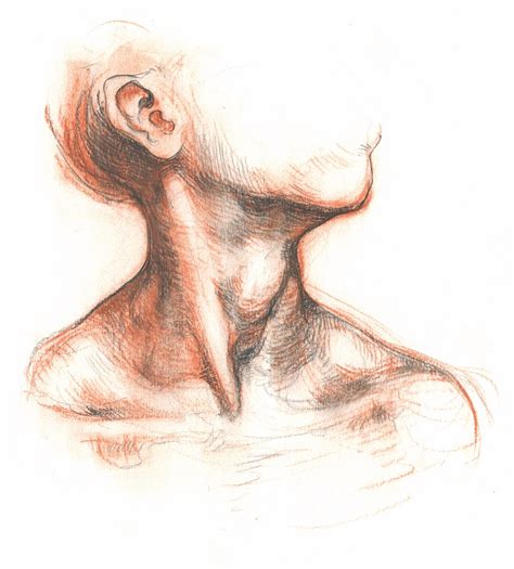 Neck Anatomy Sketch