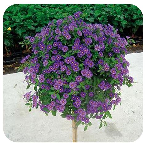 Solanum - Standard - Davenport Garden Centre