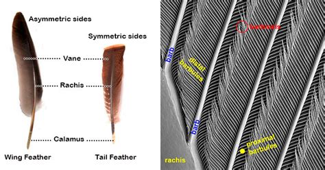 A Guide To Bird Feathers - Avian Report