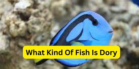 Discovering the Dory Fish: Types, Characteristics, and Habitat