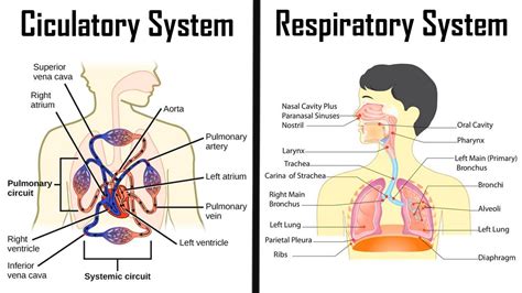 What are the similarities and differences between the circulatory and ...