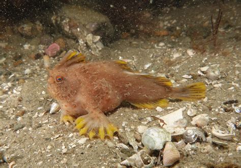 Red_371 - Handfish Conservation Project