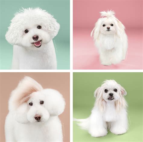 “Before” and “After” Photos Reveal Dogs’ Adorable Makeovers in Japanese ...