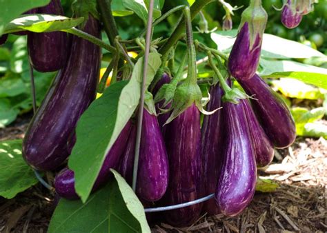 Eggplant - sowing, growing and harvesting eggplants, fending off disease