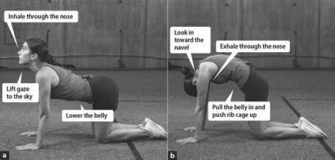 Cat-Cow Breathing – Human Kinetics