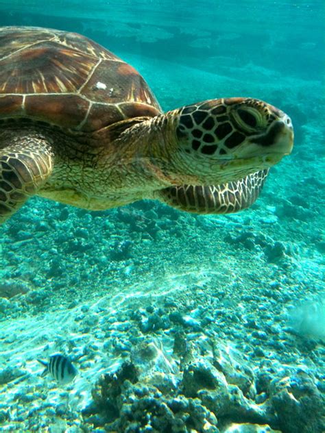 Bora Bora - Turtle Sanctuary at Le Meridien Bora Bora | Flickr - Photo ...