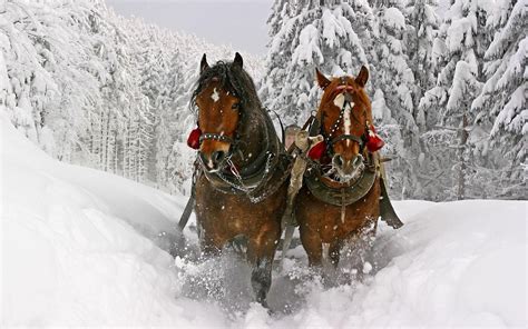 Horses in the Snow Wallpaper - WallpaperSafari