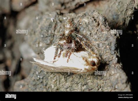 Jumping spiders are eating Is the most populous spider Stock Photo - Alamy