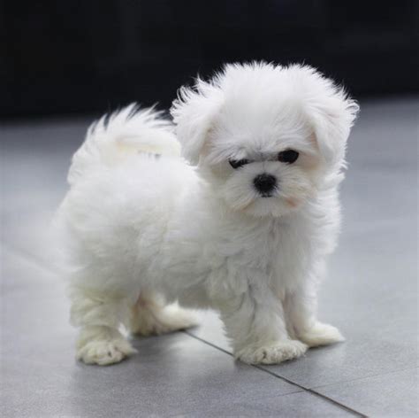 Teacup maltese Female [Mia] – Lowell Teacup Puppies inc