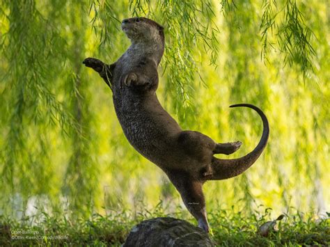 Air guitar roos and flossing beavers are among the finalists of the 2023 Comedy Wildlife Photo ...