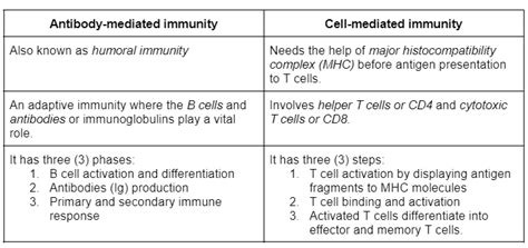 Difference between cell-mediated immunity and antibody-media | Quizlet