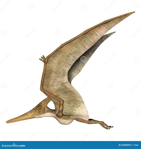 Flying Pteranodon stock illustration. Illustration of flying - 40400921