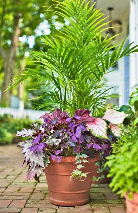 17 Common Dish Garden Plants Name | Balcony Garden Web