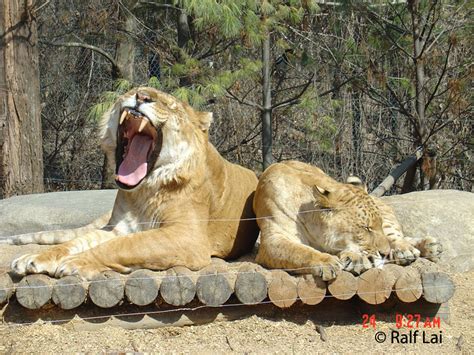 Leopon Photos Male Liger High Resolution Pictures