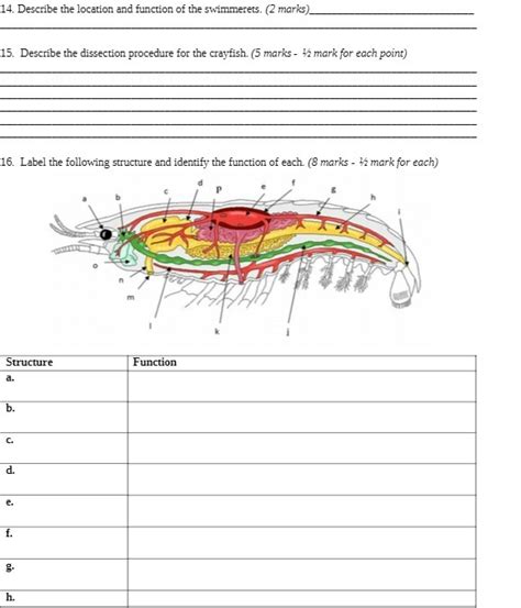 [Solved] 14. Describe the location and function of the swimmerets. (2 ...