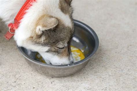 How to Cook Eggs for Dogs – Top Dog Tips