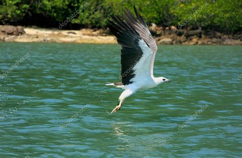 White-bellied Sea Eagle hunting, Langkawi island, Malaysia — Stock Photo © DonyaNedomam #43508103